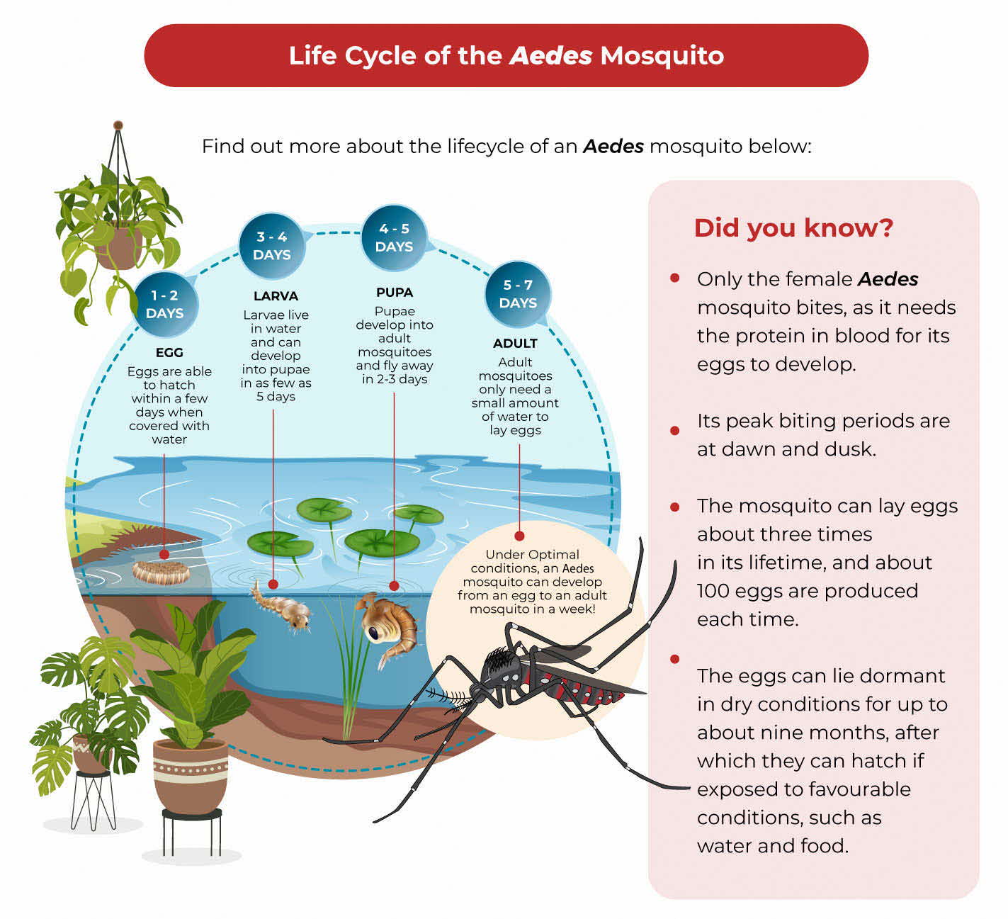 Dengue Prevention 2